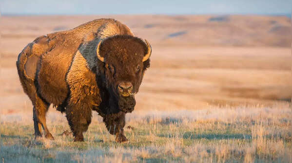 American bison – Yellowstone National Park