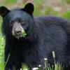 Black bear – Great Smoky Mountains National Park