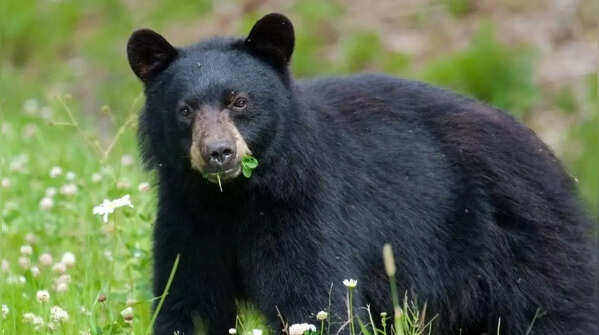 Black bear – Great Smoky Mountains National Park