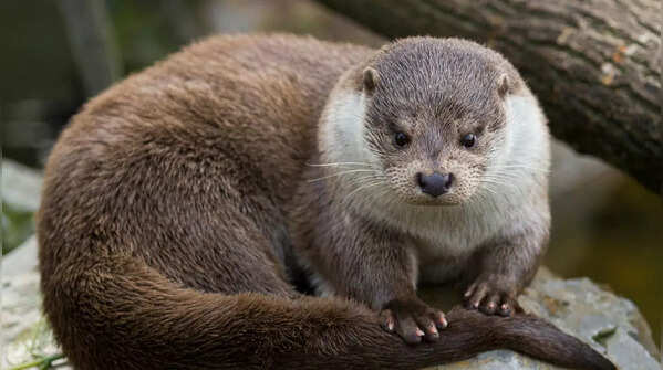 Sea otter – Channel Islands National Park