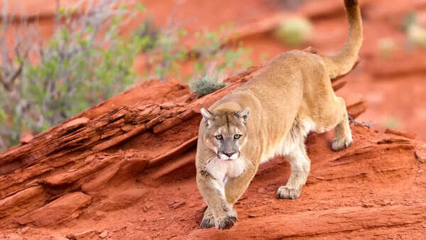 Zion Images