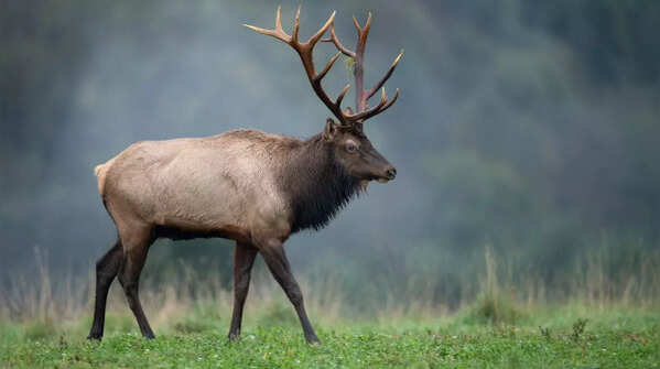 Roosevelt elk – Olympic National Park