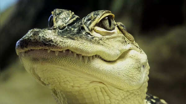 American alligator – Everglades National Park