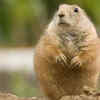 Prairie dog – Badlands National Park