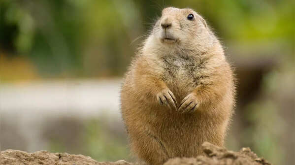 Prairie dog – Badlands National Park