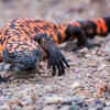 Gila monster – Saguaro National Park