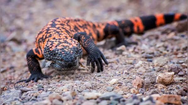 Gila monster – Saguaro National Park