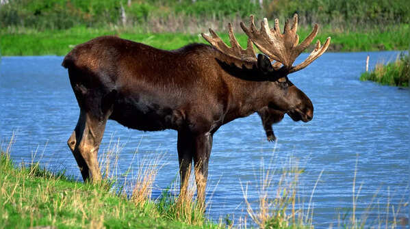 Moose – Glacier National Park