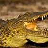 They’ve outlived most species on Earth