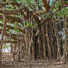 Dodda Alada Mara (Big Banyan Tree)