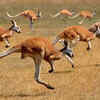 Their tails play a bigger role than expected