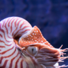 Article image for: Chambered nautilus