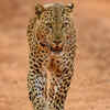 Jhalana Leopard Reserve, Rajasthan