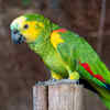 Double Yellow-Headed Amazon