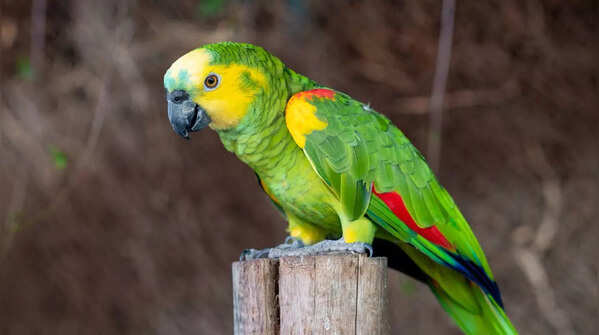 Double Yellow-Headed Amazon