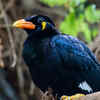 Hill Myna
