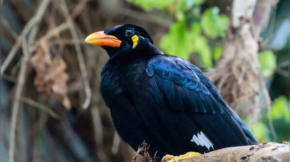 Hill Myna