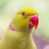 Indian Ringneck Parakeet