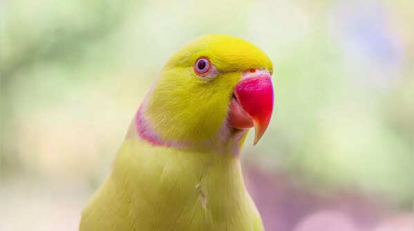 Indian Ringneck Parakeet