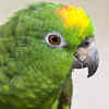 Yellow-Naped Amazon
