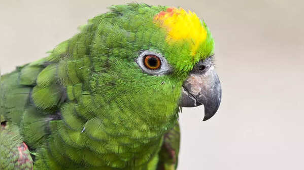 Yellow-Naped Amazon