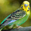 Budgerigar