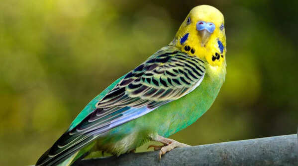 Budgerigar