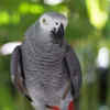 African Grey Parrot