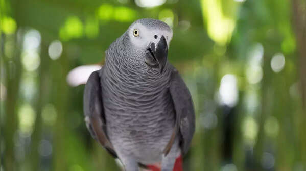 African Grey Parrot