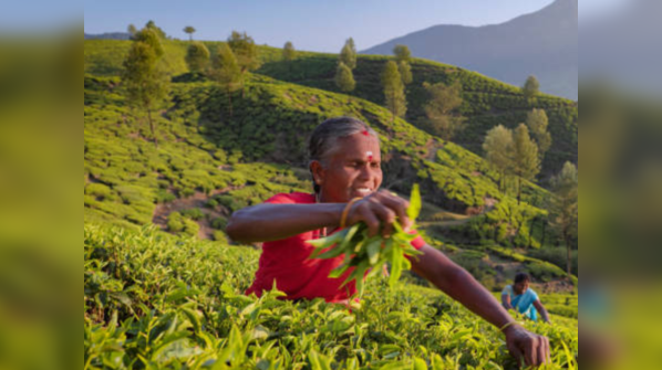 Munnar, Kerala