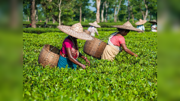 Assam, North East India