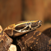 African Rock Python