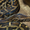 Burmese Python