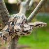 Boa Constrictor