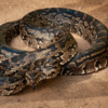 Southern African Rock Python