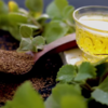 Ajwain water