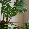 philodendron online Buy White Wizard Philodendron Online main image 0