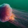 Lion’s mane jellyfish