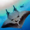 Giant manta ray