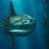Ocean sunfish (Mola mola)