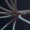 Giant squid