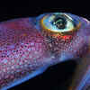 Colossal squid