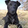Patterdale Terrier
