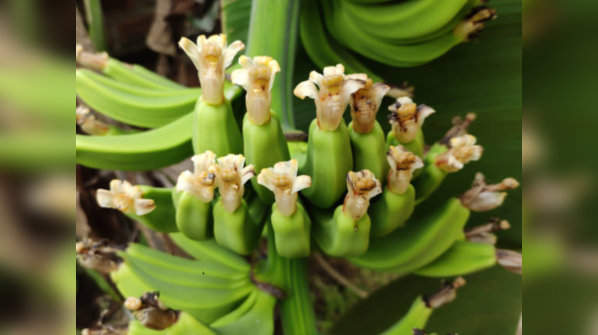 Banana stem (vazhaithandu)