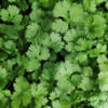 Dhaniya (coriander seeds) 