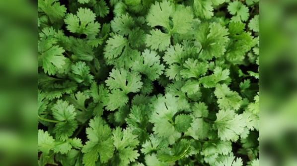 Dhaniya (coriander seeds)