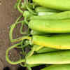 Lauki (bottle gourd) 