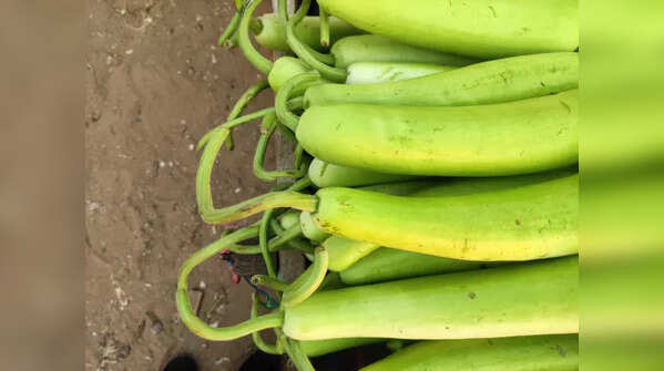 Lauki (bottle gourd)