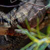 Hidden Dragon