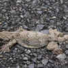 Flying Gecko 